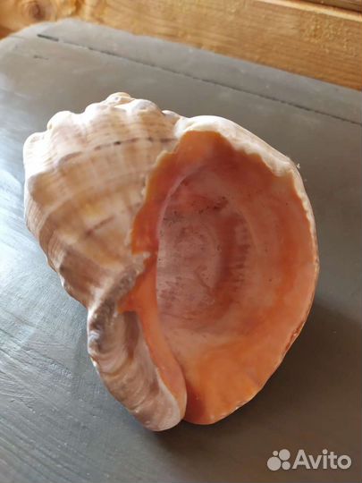 Морские ракушки