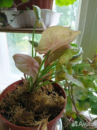 Сингониум Неон