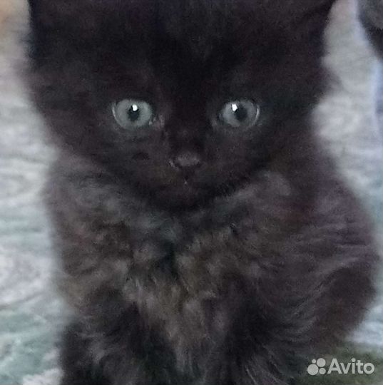 Котята бесплатно
