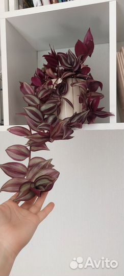 Традесканция зебрина