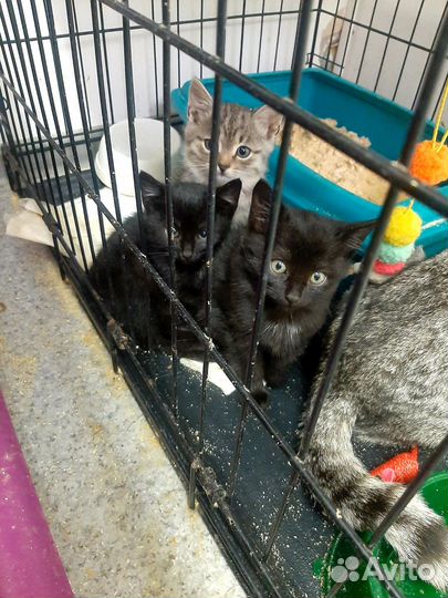Котята в добрые руки