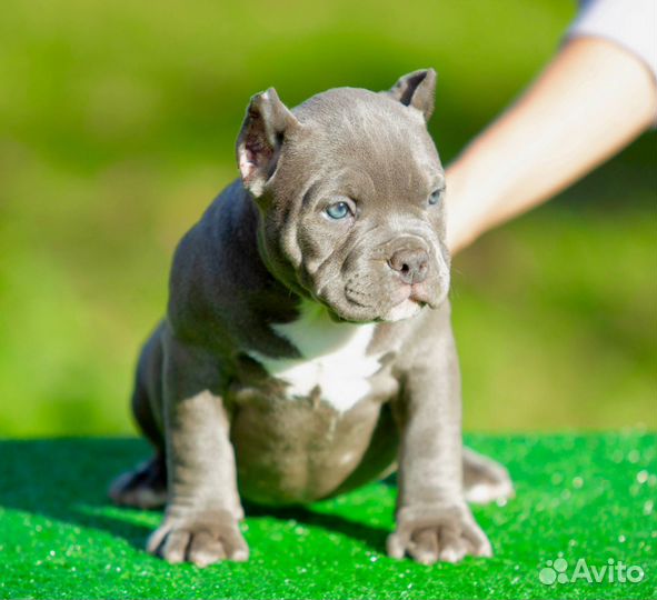 Американский булли покет