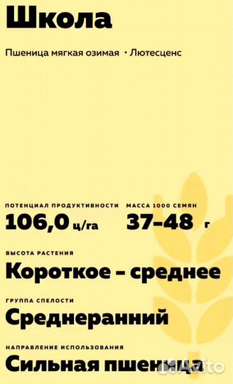 Семена школа оз. пшеница