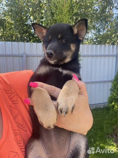 Собаки сиба ину щенки