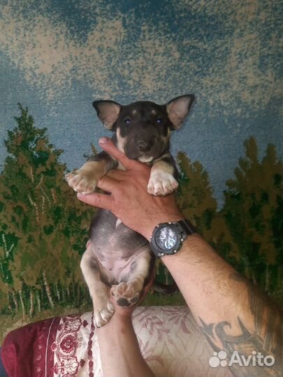 Стандартный бультерьер щенки