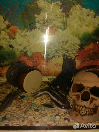 Аквариум с рыбками