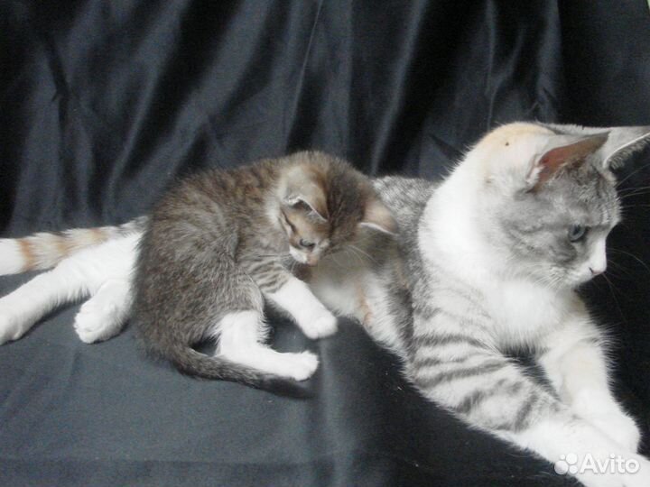 Алтайская голубоглазка ф1 с Мейн-кун