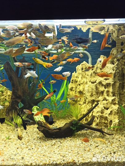 Аквариумные рыбки