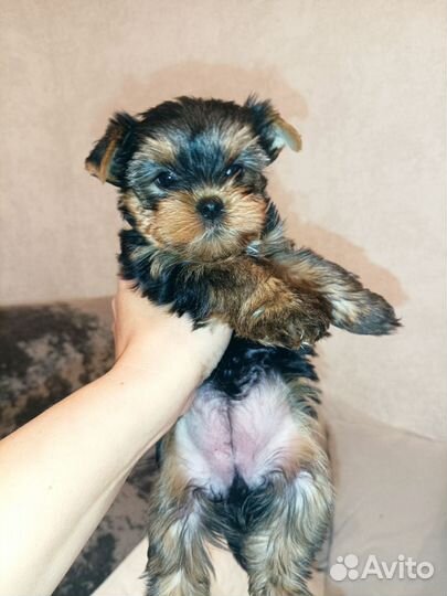 Девочка йорочка