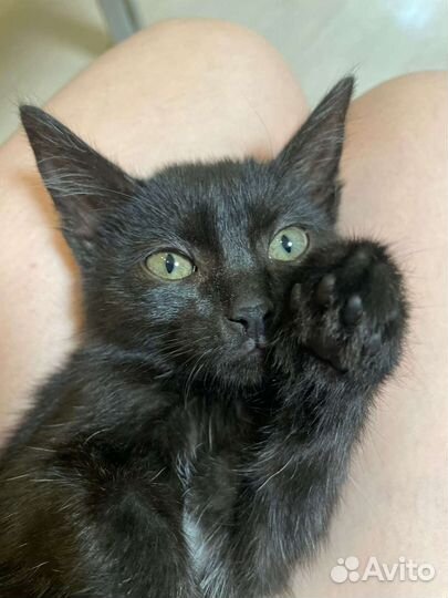 Кошки в добрые руки