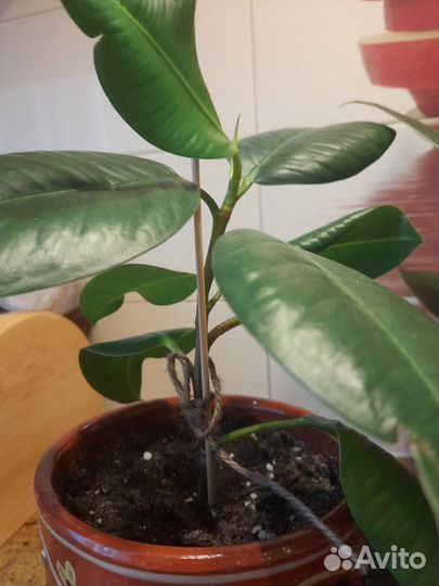 Фикус Эластика