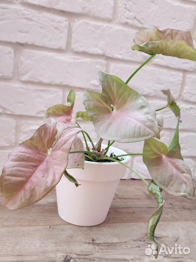 Сингониум неон