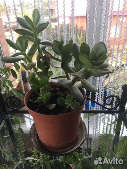 Толстянка Крассула (Денежное дерево)