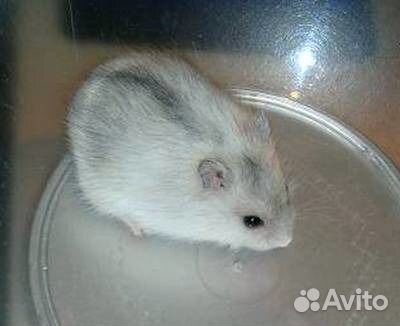 Малыши джунгарских хомячков из питомника