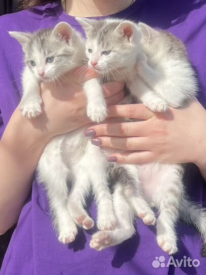 Котята в добрые руки
