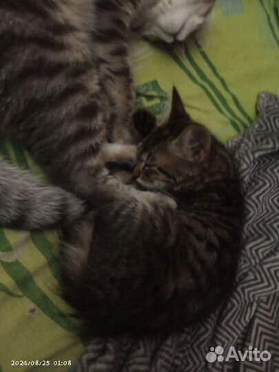 Котенок в добрые руки