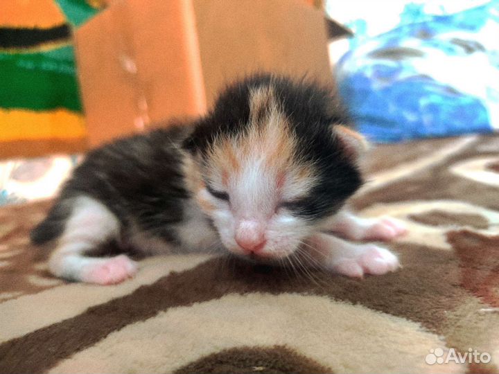 Котята в добрые руки бесплатно