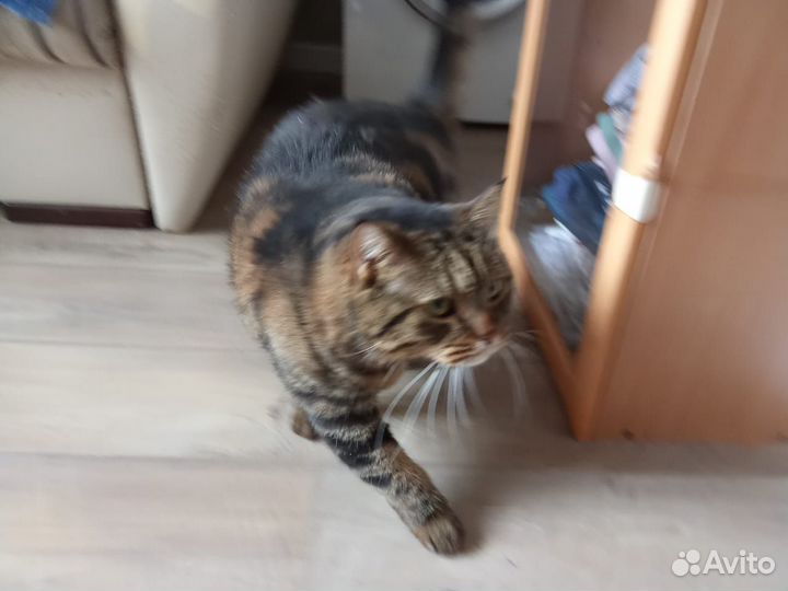 Кот в добрые руки