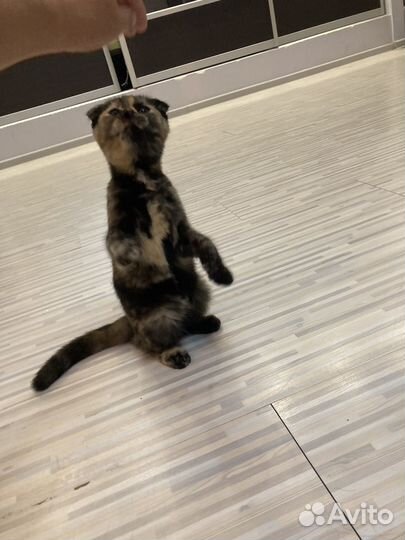 Вислоухая кошечка