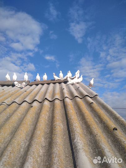 Продажа голубей пермских