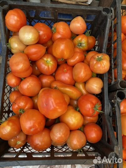 Помидоры