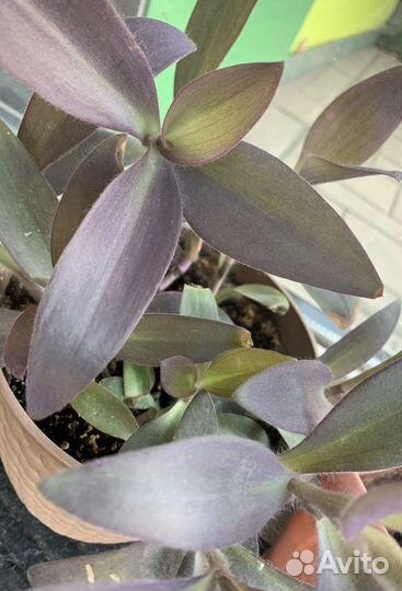 Сеткреазия пурпурная