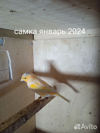 Кенара и канарейки