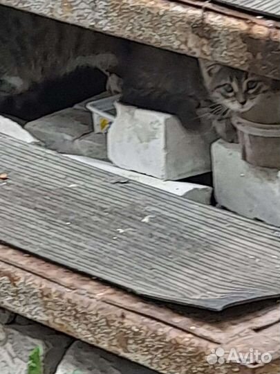 Кошка с котенком на улице