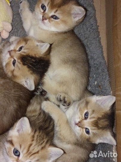 Золотые котята