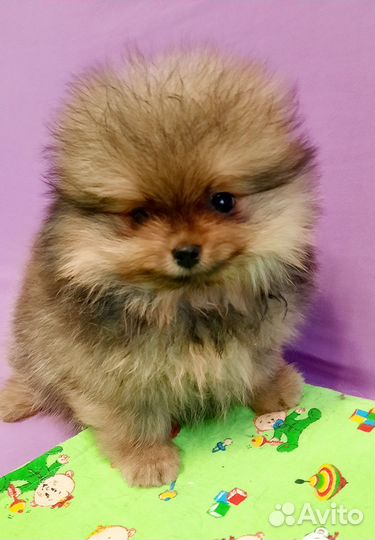 Щенки шпица