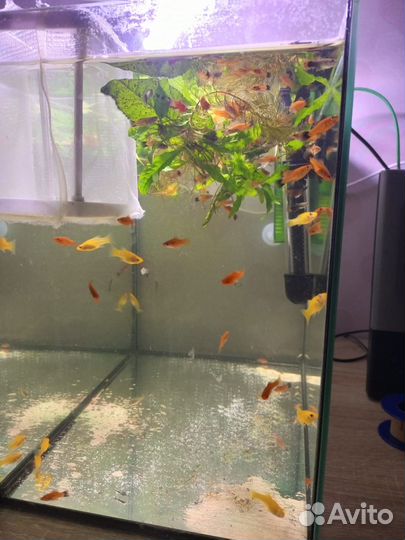 Аквариумные рыбки. Меченосцы Берлинские,Моллинезии