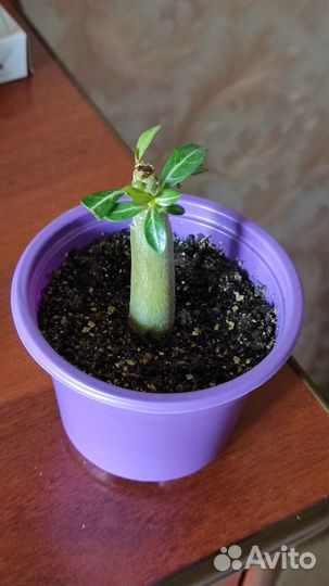 Адениумы черная птица