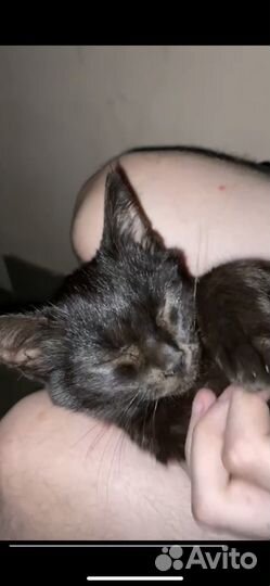 Черный пушистый котенок
