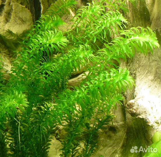 Роголистник Перестолистник.Элодея