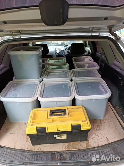 Гречишный мед