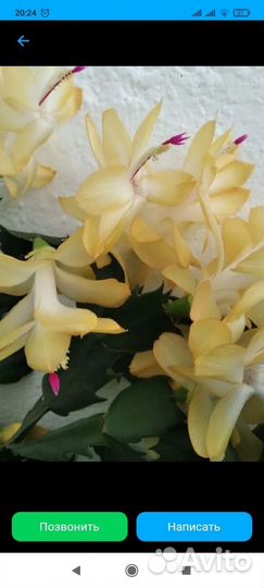 Декабрист шлюмбергер