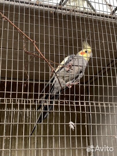 Попугай корелла