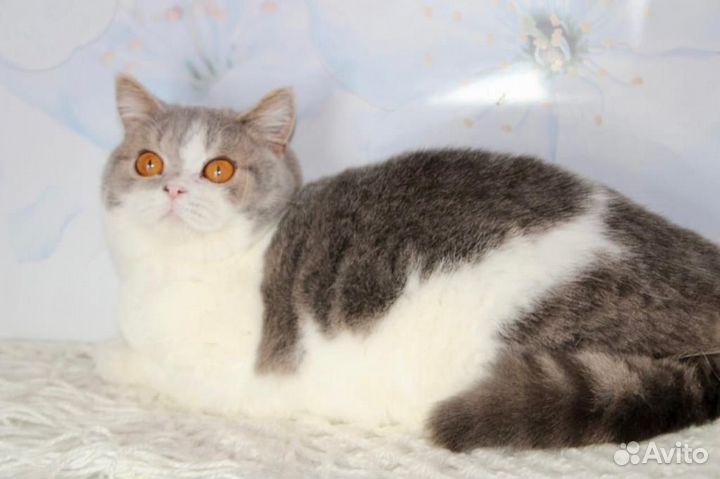 Британская кошечка