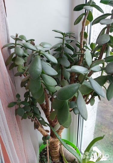 Комнатные цветы набор