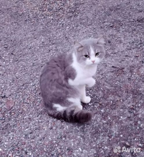 Котик подросток