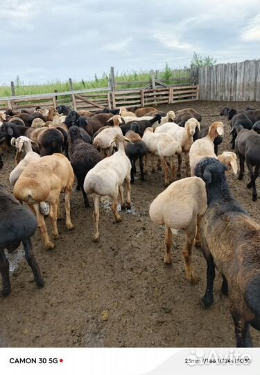 Продаем баранов