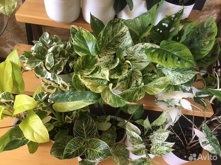 Комнатные цветы