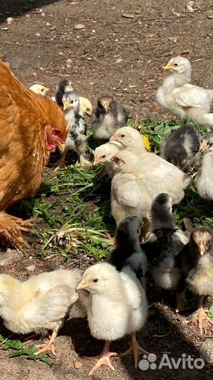 Инкубационное яйцо кур разных пород