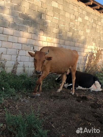 Корова телята
