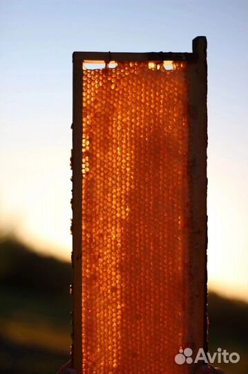 Мёд, соты, пыльца, прополис