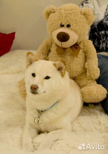 Собака сиба для съемки