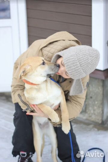 Собака в добрые руки