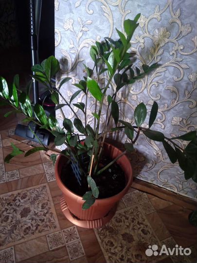 Замиокулькас