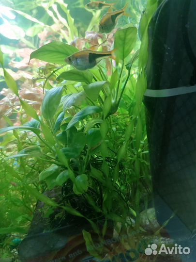 Анубиас нана