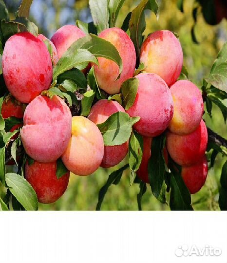 Саженцы плодово-ягодных И декоративных растений